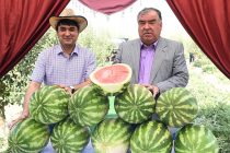 Лидер нации Эмомали Рахмон посетил Производственный кооператив «Сомонджон» и дехканские хозяйства «Фатхиддин» и «Барно» в Дангаринском районе