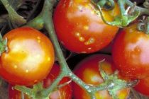 ОСТОРОЖНО, TOBAMOVIRUS! Несколько стран зарегистрировали вспышку нового вируса томатов