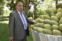 Лидер нации Эмомали Рахмон посетил сады и виноградники дехканских хозяйств района Хуросон