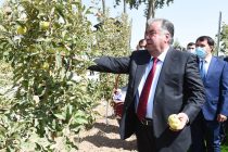 Лидер нации Эмомали Рахмон посетил интенсивный сад в Восейском районе