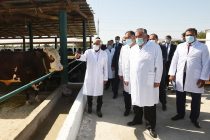 Лидер нации Эмомали Рахмон в Матчинском районе посетил ферму коневодства и крупного рогатого скота