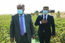 Глава государства Эмомали Рахмон в Аштском районе ознакомился с ходом вегетации хлопка в ООО «Рахшона»