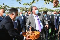 В Аштском районе Глава государства Эмомали Рахмон посетил вновь созданные виноградник и интенсивный сад в дехканском хозяйстве «Олами ангур»