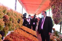 Лидер нации Эмомали Рахмон в Пенджикенте ознакомился с ходом сбора картофеля в дехканском хозяйстве «Рохи абрешим» и выставкой сельскохозяйственной продукции