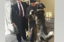 МВД: Рахматилло Зойирова в бетонную канаву потащила собака, в результате чего он получил рану