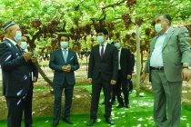 Глава государства Эмомали Рахмон в городе Турсунзаде посетил сад «Боги Сомон»