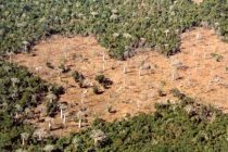 За 20 лет мир потерял 100 млн га леса — ООН