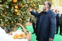 Глава государства Эмомали Рахмон посетил Опытный участок Филиала Института садоводства в Согдийской области