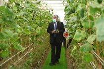 Глава государства Эмомали Рахмон в районе Рудаки открыл современную теплицу дехканского хозяйства «Отаджон»