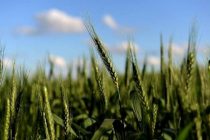 Аргентина первой в мире одобрила генно-модифицированную пшеницу