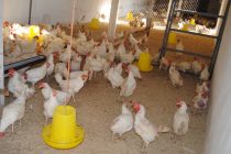 В районе Джалолиддина Балхи обеспечивают продовольственную безопасность, восстанавливая птицефабрику