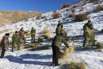 В Таджикистане начались работы по подкормке диких животных