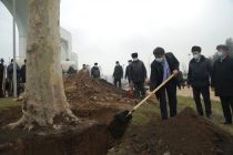 Председатель города Душанбе Рустами Эмомали придал новый импульс кампании по посадке деревьев