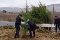 Вдоль автотрассы «Душанбе — Турсунзаде» высажено 300 тенеобразующих и декоративных деревьев
