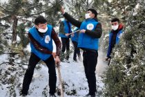 ФОТО-ФАКТ. В Душанбе волонтёры очистили деревья от снега