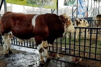 В Таджикистане растёт поголовье крупного рогатого скота