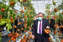 Президент страны Эмомали Рахмон посетил теплицу ООО «ММК Агро» в Бободжон Гафуровском районе