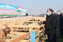 Лидер нации Эмомали Рахмон посетил сельскохозяйственную выставку в Бободжон Гафуровском районе