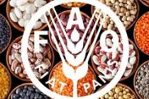 Вкусные, полезные и недорогие– зернобобовые есть за что любить, утверждают в ФАО