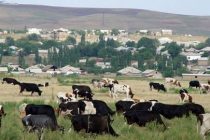 ФАО  ООН: Страны Центральной Азии развивают безвредное для климата животноводство