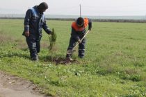 Вдоль международных автотрасс «Куляб – Фархор» и «Фархор – Пяндж» посажено 120 декоративных деревьев