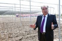 Президент страны Эмомали Рахмон посетил суперинтенсивный сад в дехканском хозяйстве «Умари Курбонализода» района Кушониён
