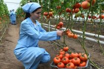Объем производства сельхозпродукции в Таджикистане увеличился