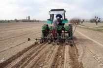 В Хатлонской области началась посадка раннего лука и картофеля