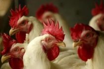 Птичий грипп в Польше: 6 млн птиц будут уничтожены