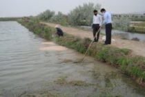 В Таджикистане из-за нерестового периода почти на 3 месяца запретили ловлю рыбы