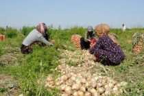 Уборка раннего лука в районе Кушониён начнется в апреле