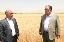Лидер нации Эмомали Рахмон дал старт кампании по сбору урожая зерна в дехканском хозяйстве «Абдулло» Дангаринского района