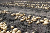 Продолжается сбор картофеля и лука во всех формах хозяйствования Пянджского района
