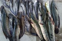 В Согде экологи пресекли случаи незаконной ловли рыбы