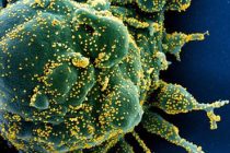 Инфекционист оценил вероятность полного прекращения циркуляции коронавируса