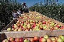 Экспорт продукции на севере Таджикистана увеличили на 73,1 %