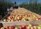 Экспорт продукции на севере Таджикистана увеличили на 73,1 %