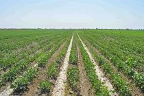 В этом году земледельцы района Дусти провели повторный сев на площади более 8 тысяч гектаров