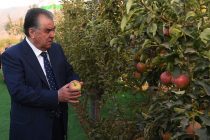 Президент страны Эмомали Рахмон ознакомился с ходом развития сферы садоводства и растениеводства в интенсивном саду «Пайванд-Рашт»