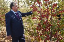 Президент страны Эмомали Рахмон в районе Хуросон посетил фермерское хозяйство «Асадулло»