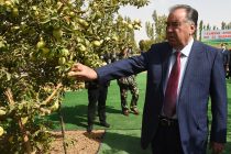 Посещение фруктового сада дехканского хозяйства «Парвиз Т» Ховалингского района
