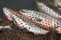 Экологи Таджикистана изъяли свыше 2-х тонн незаконно выловленной рыбы