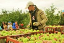ВНИМАНИЕ, ОПЫТ! В Швейцарии волонтеры спасают яблоки: есть чему поучиться фермерам и дехканским хозяйств Таджикистана