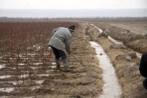 СОВЕТЫ СПЕЦИАЛИСТА. Земледельцам разъяснены способы зимнего полива земель и обрезки деревьев