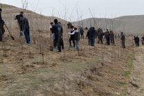 В Вахше на республиканской свалке токсичных химикатов посадили более 3000 саженцев тенистых деревьев