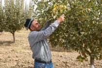Во всех хозяйствах Таджикистана с начала года на площади 96,3 га посажаны новые сады