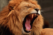 В Иране лев загрыз сотрудника зоопарка