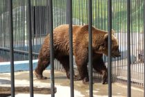 В Ташкентском зоопарке мать сбросила 3-летнюю дочь в вольер к медведю