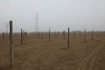 В Бободжон Гафуровском районе будет возведён новый сад и виноградник