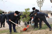 ПОСАДИ ДЕРЕВО! В Парке «Таджикистан» Матчинского района посажены декоративные и плодовые деревья